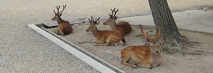 Caption Text